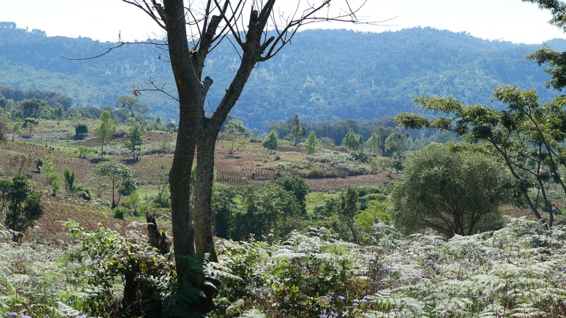Usambara-coffee-landscape