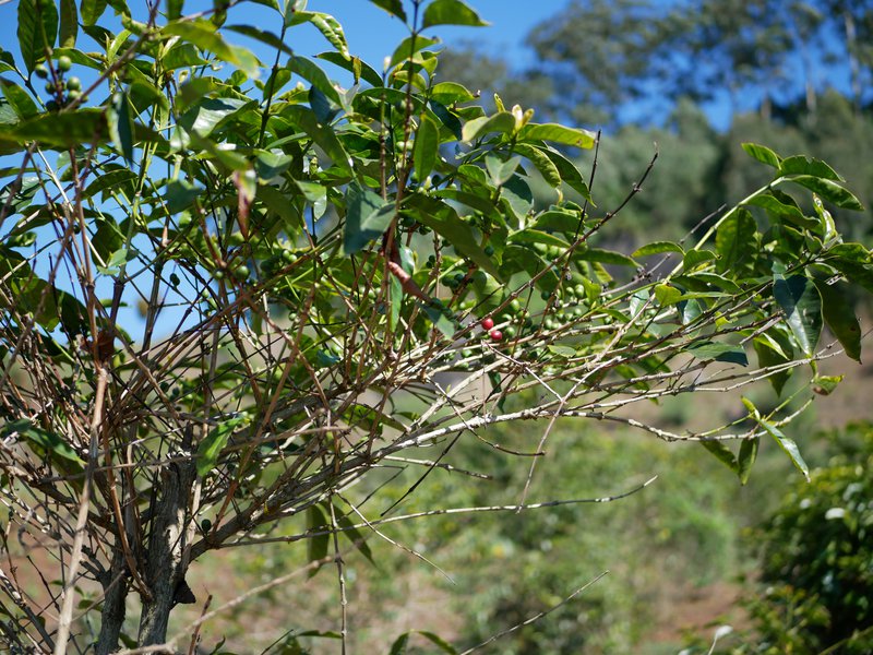 Coffee-tree--usambara