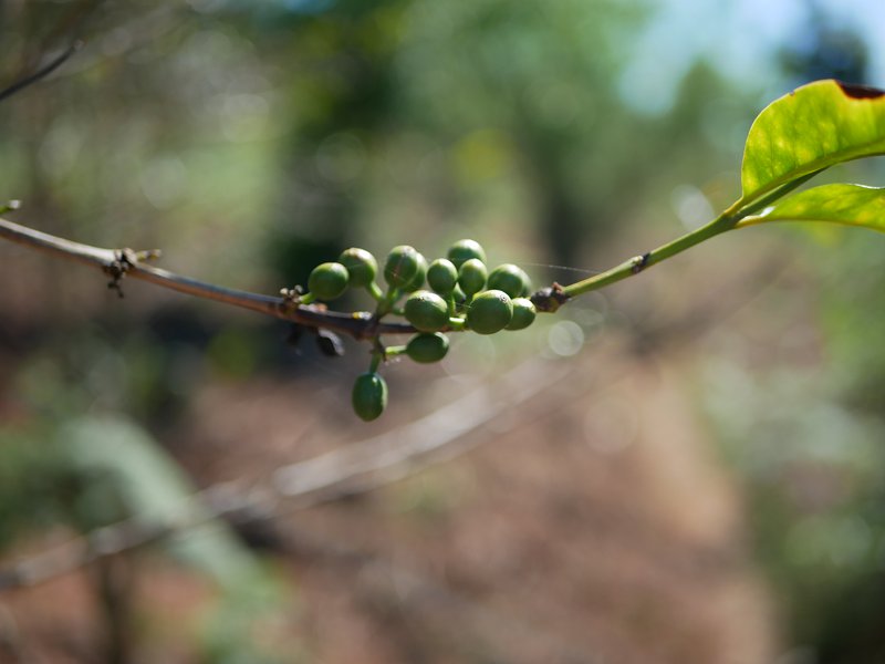 coffee-green-cherry-usambara