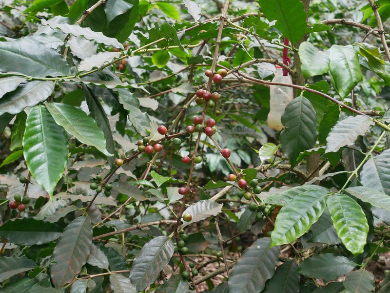 coffee tree