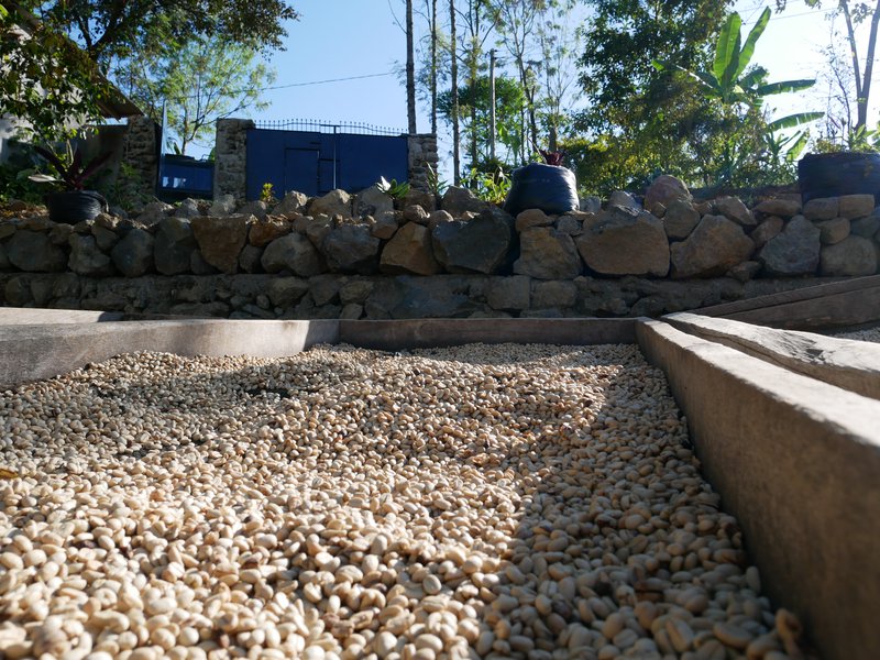 Coffee drying