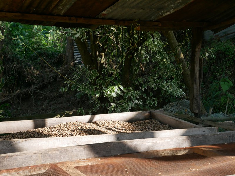 Coffee drying table