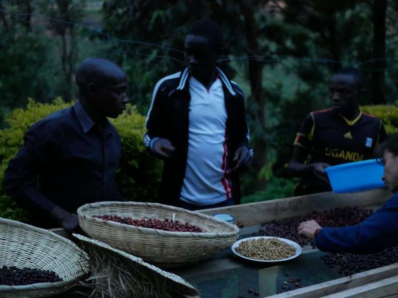 Joel-kaburu-sipi-arabica-coffee-uganda