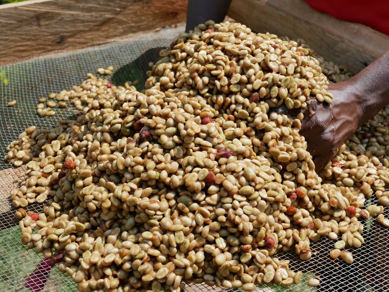 Arabica-honey-process-sipi-uganda