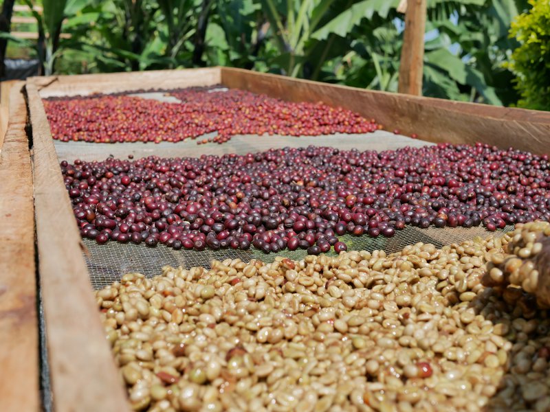 Coffee-processing-arabica-honey-and-sundried