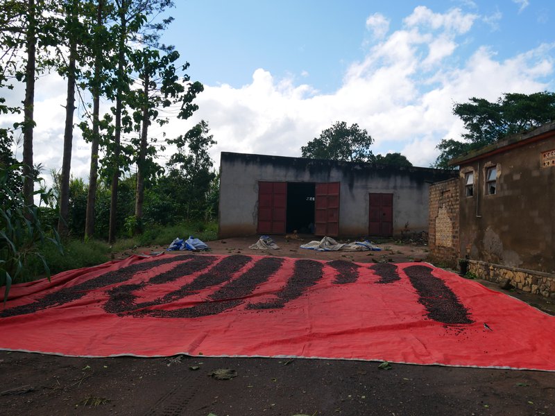 Sun-dried robusta coffee, traditional process, Uganda