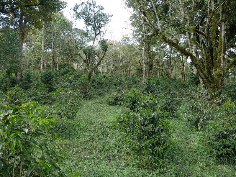 Heleanna Georgalis c offee plantation under forest, Sheka reserve,