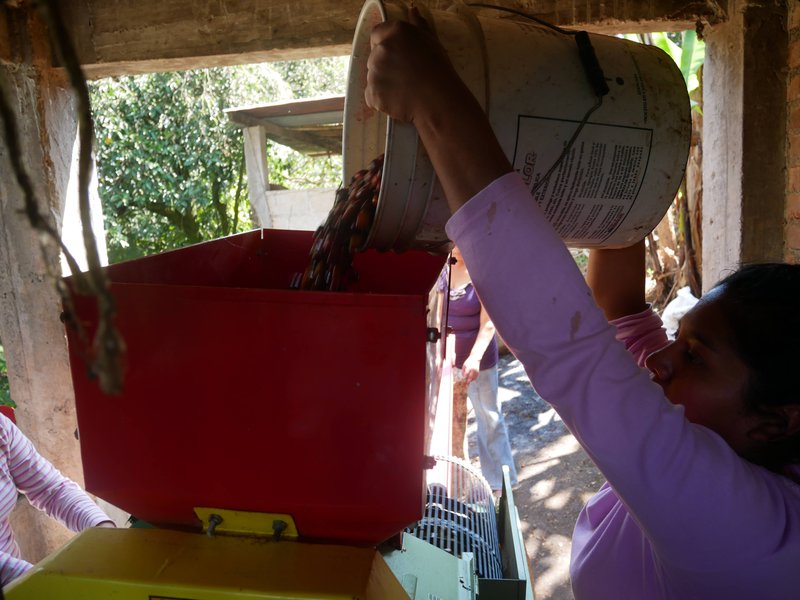 Coffee pulping, Veracruz, México