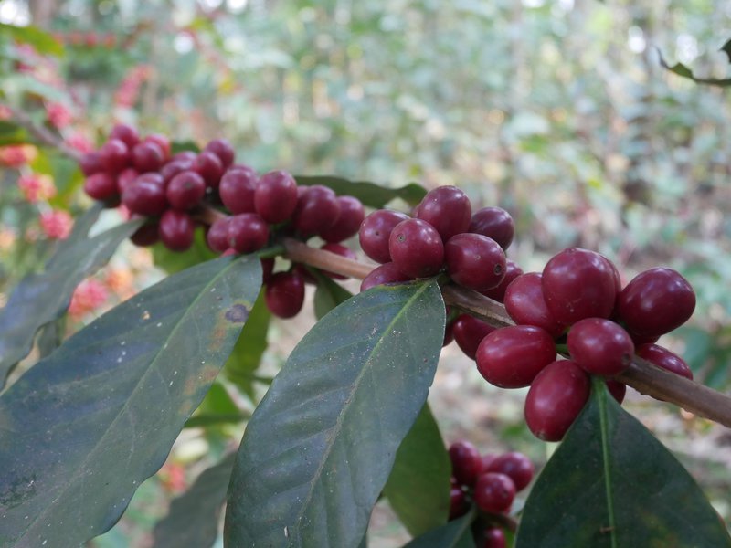 Red coffee cherries ready for picking