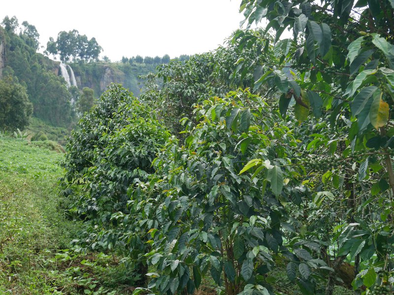 coffea arabica sipi