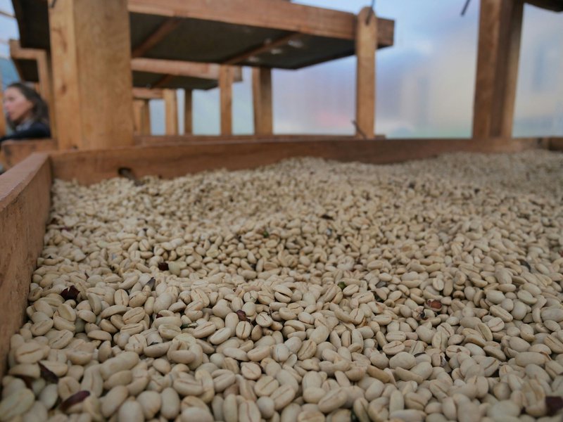 Washed-parchment-coffee-drying