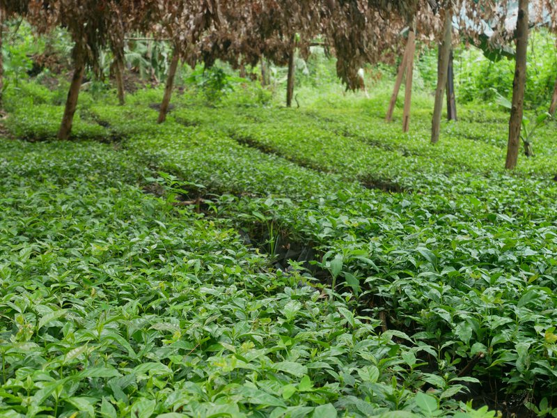 Vivero de café arabica, Kisoro, Uganda