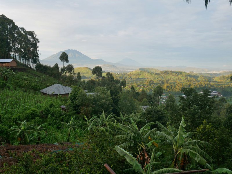 Peter Halerimana&#x27;s coffee farm