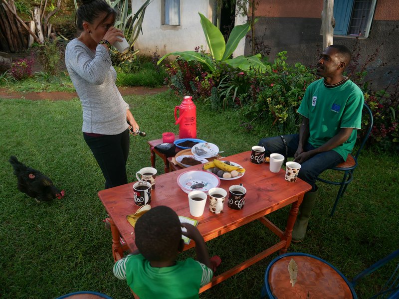 Cata de café, Kisoro, Uganda