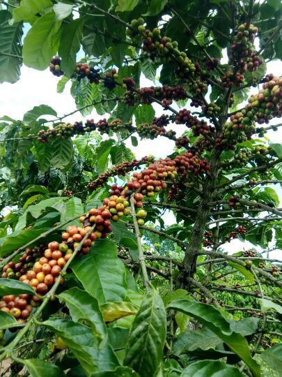 Robusta coffee cherries