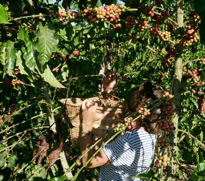 Picking red robusta coffee cherries