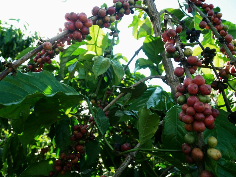 Robusta coffee cherries