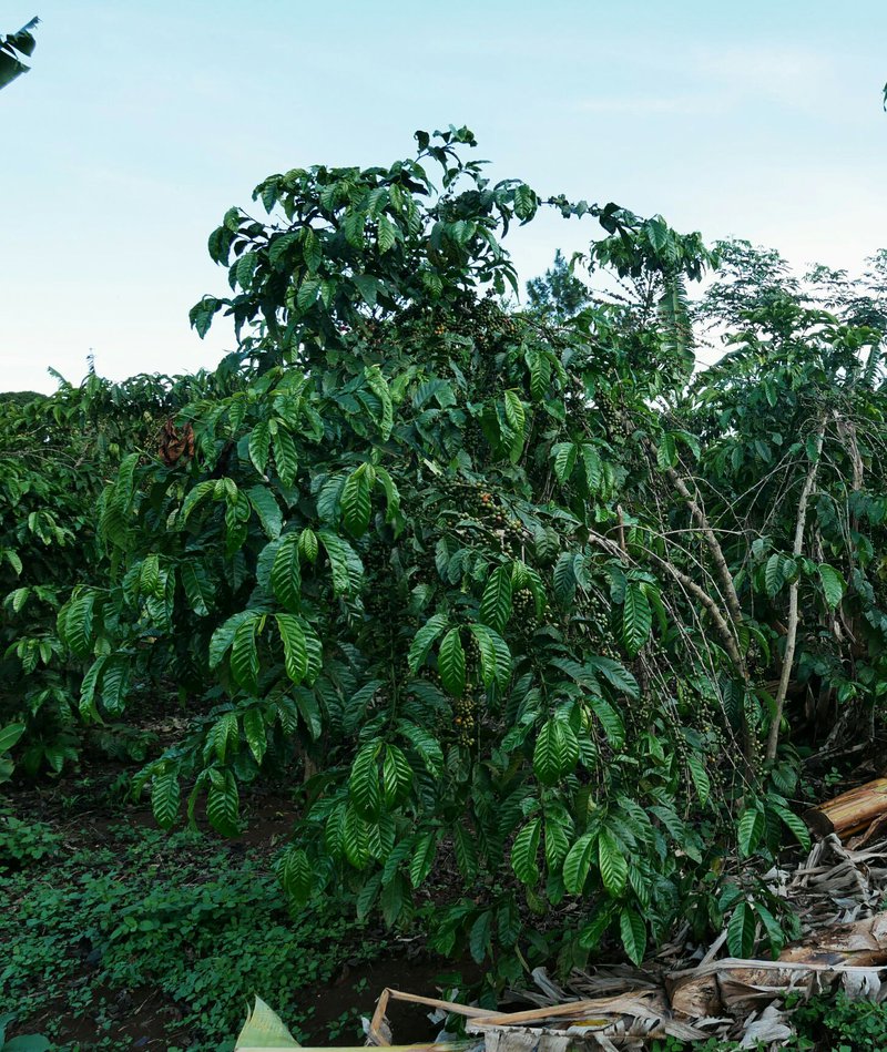 Robusta coffee tree