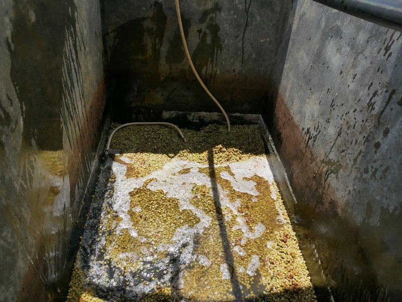 Robusta coffee fermenting in water