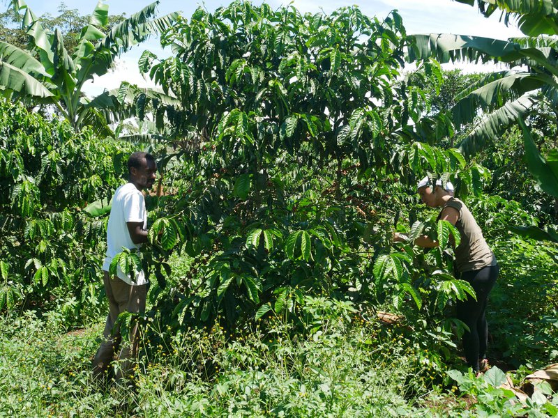 Under the robusta tree, Sembabule, Uganda