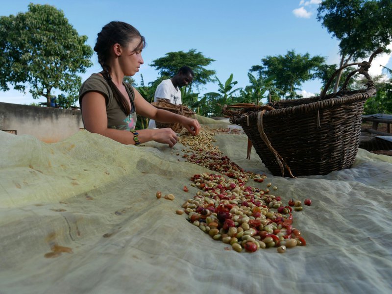 Working on robusta honey