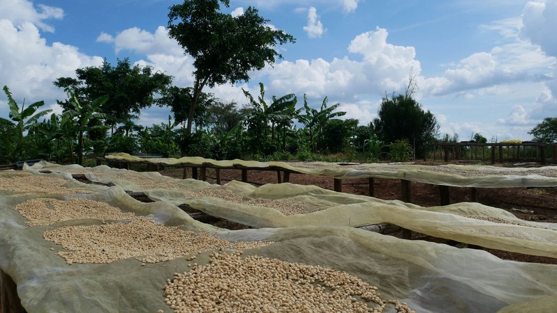 Robusta washed coffee drying