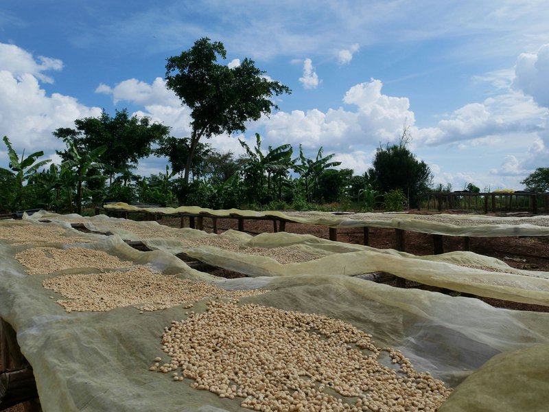 Robusta washed coffee drying
