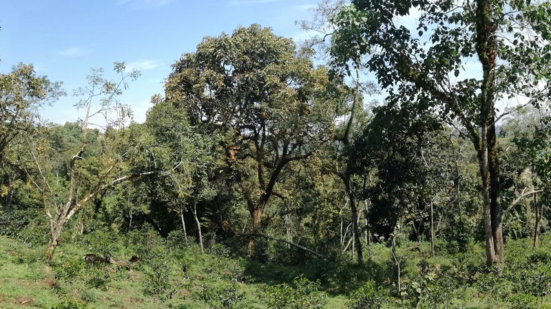 Forest coffee, Masha area, Ethiopia