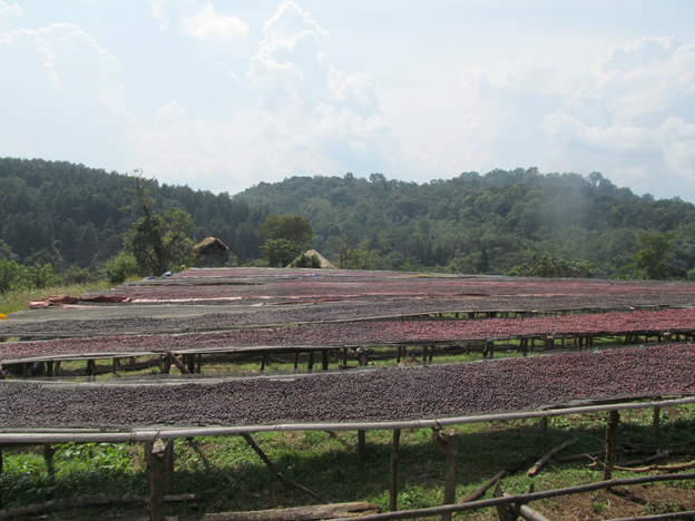 Coffee drying on african beds, Tatmara farm, Bonga