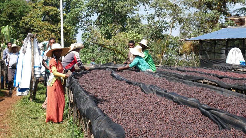 Coffee cherries drying in African beds, natural process