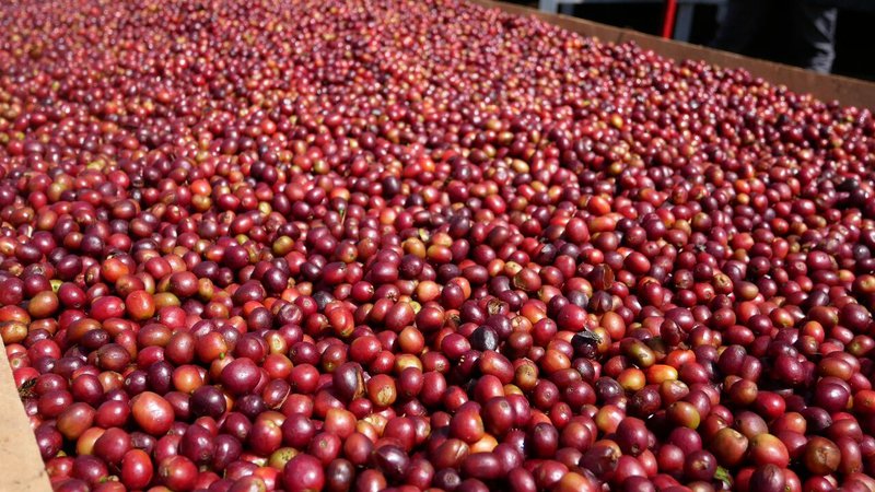 Fresh coffee cherries