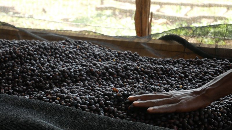 Sun-dried coffee cherries, natural process of