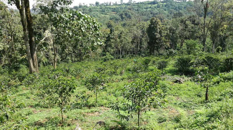 Young coffee trees, Heleanna Georgalis&#x27; farm, Sheka reserve