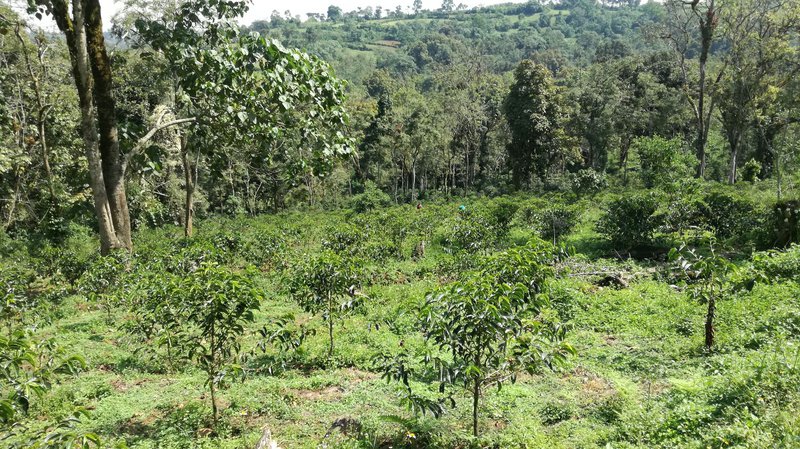 Young coffee trees, Heleanna Georgalis' farm, Sheka reserve