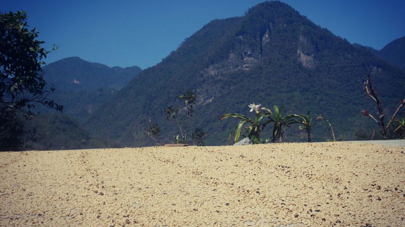 Coffee drying on patio, Veracruz