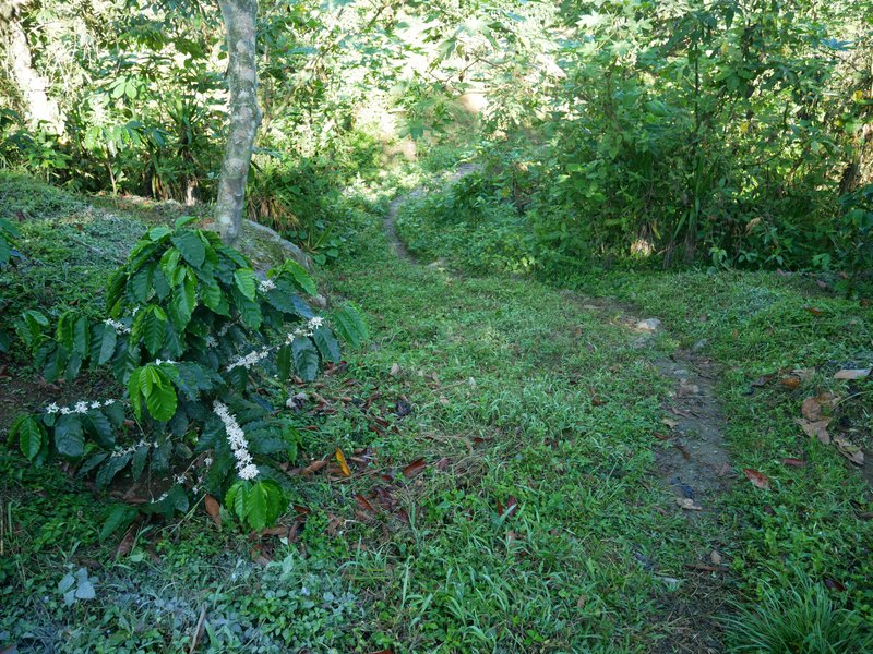 organic coffee, finca El Platanillo, San Marcos, Guatemala