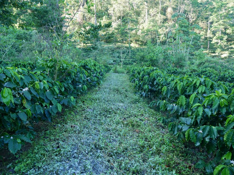 Café organico, finca El Platanillo, San Marcos, Guatemala