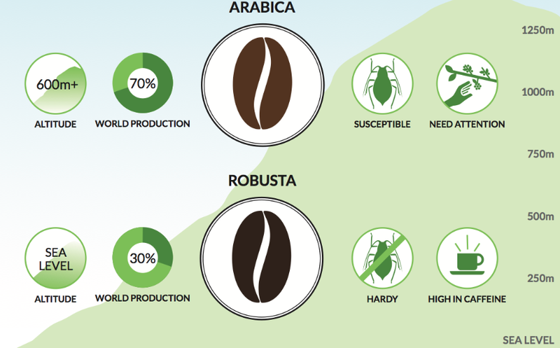 Coffea arabica & Coffea Canephora