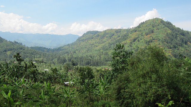 coffee-plants-mount-elgon