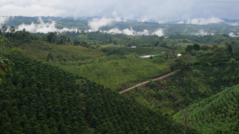 Finca de café, Región de Huila, Colombia