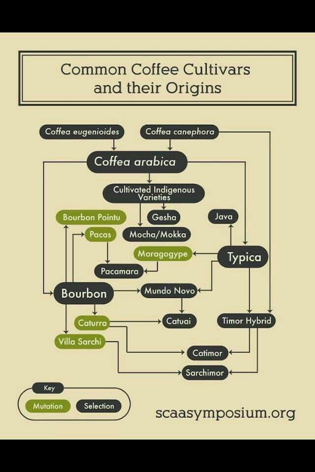 Common coffee cultivars and their origin