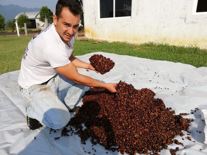 Maurillo Sampieri making red honey coffee