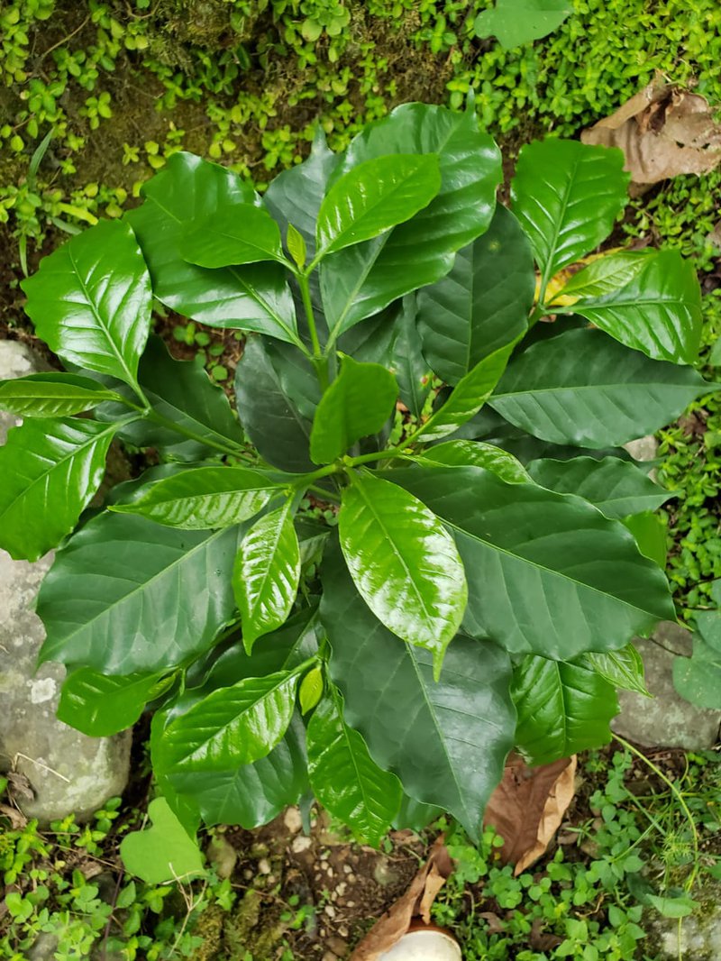Marsellesa hybrid plant