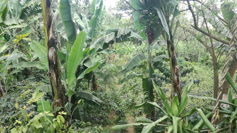 gideon's farm