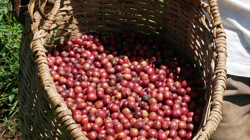 Red-coffee-cherry-basket