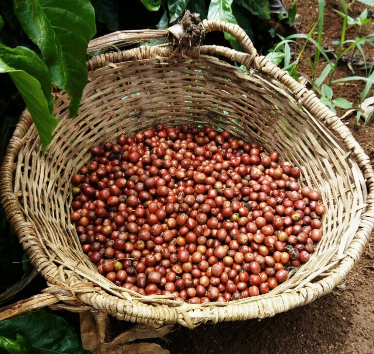 Red-coffee-cherry-basket