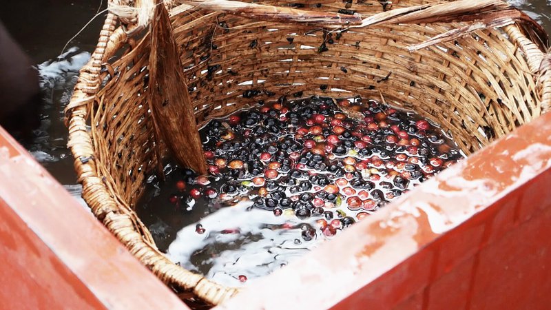 Separating robusta cherry floaters, Sembabule, Uganda