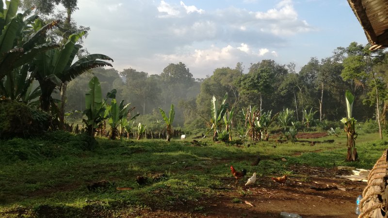 False banana, Heleanna's Georgalis' coffee farm, Sheka reserve