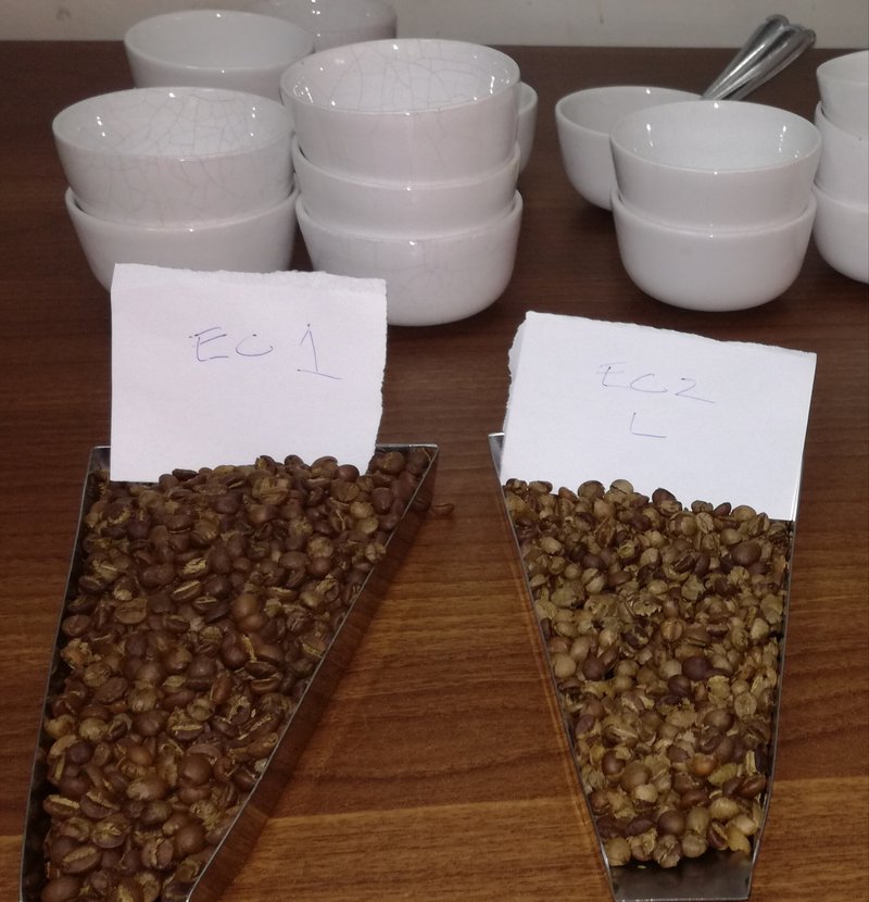 robusta coffee cupping from coffeeyouknow