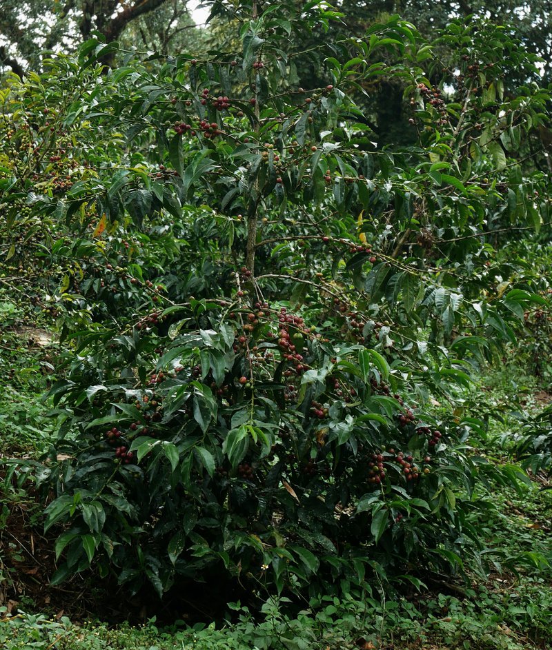 Coffee tree full of red cherries